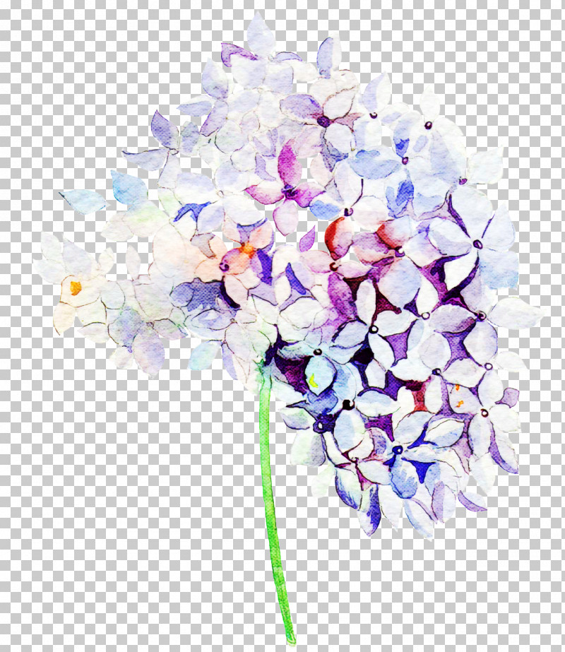 Lavender PNG, Clipart, Cut Flowers, Flower, Hydrangea, Lavender, Lilac Free PNG Download