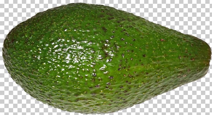 Avocado Cempedak PNG, Clipart, Artocarpus, Auglis, Avocado, Breadfruit, Cempedak Free PNG Download