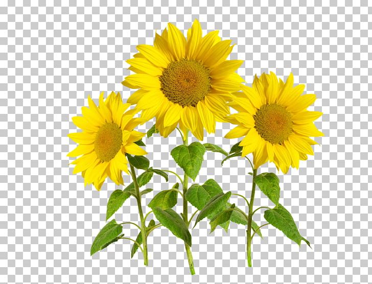 Common Sunflower Template PNG, Clipart, Branches, Branches And Leaves, Daisy Family, Download, Flower Free PNG Download