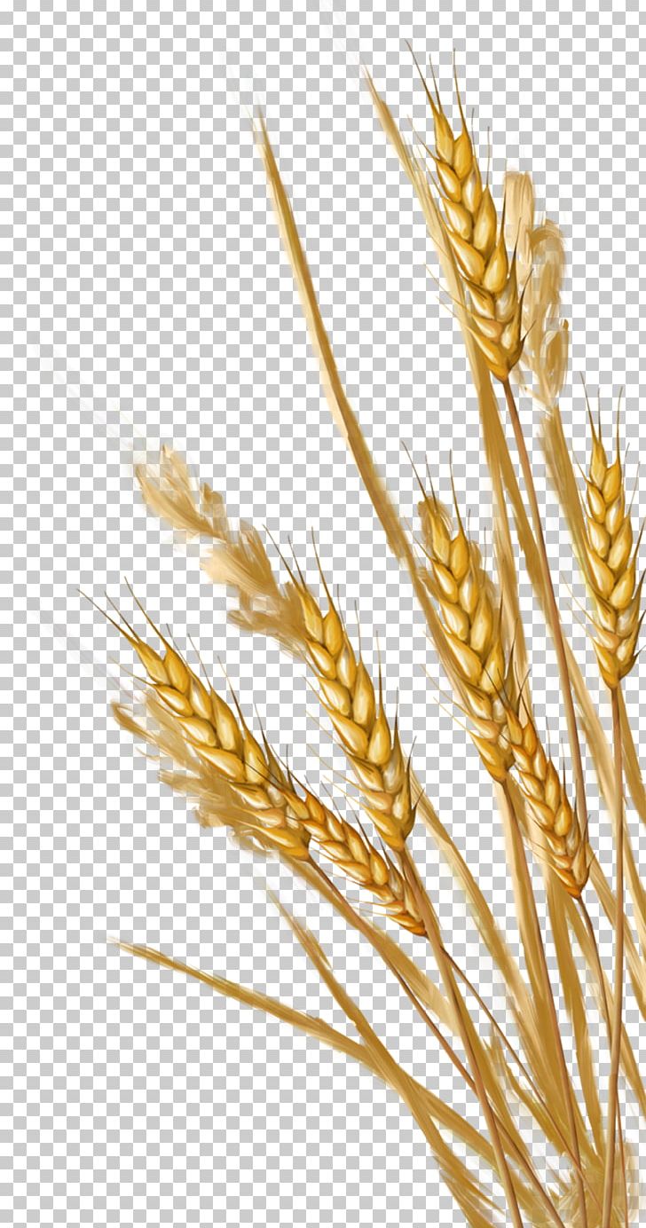 Wheat Ear PNG, Clipart, Albom, Cereal, Cereal Germ, Clip Art, Commodity Free PNG Download