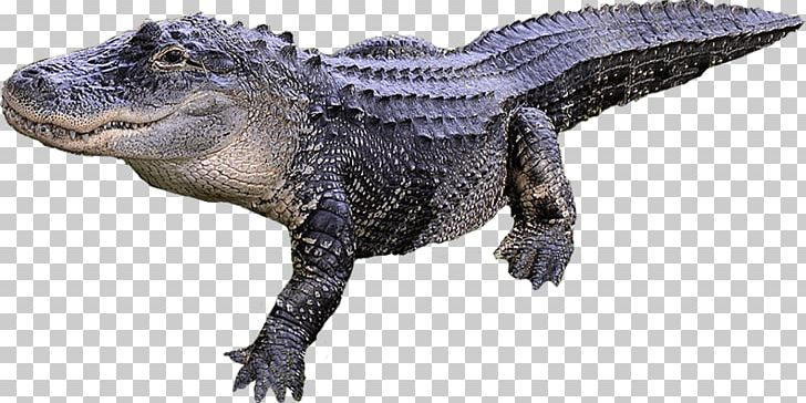 Alligator Crocodile PNG, Clipart, Alligator, American Alligator, Animals, Chinese Alligator, Crocodile Free PNG Download