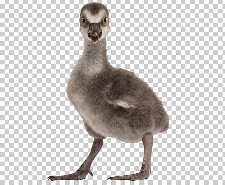 Duck Nene Toulouse Goose Domestic Goose PNG, Clipart, Beak, Bird, Domestic Goose, Duck, Ducks Geese And Swans Free PNG Download