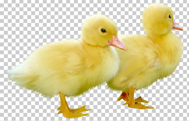 Little Yellow Duck Project Duckling Duckling Mallard Bird PNG, Clipart, Animals, Autocad Dxf, Beak, Bird, Chicken Free PNG Download