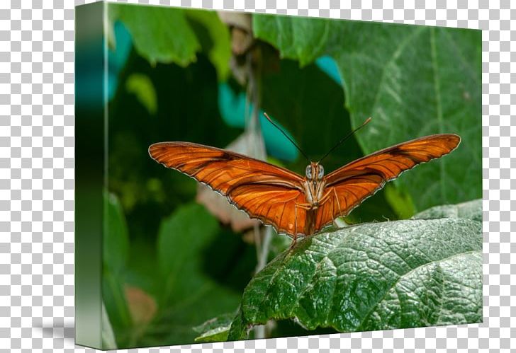Nymphalidae Lycaenidae Moth Butterfly PNG, Clipart, Brush Footed Butterfly, Butterfly, Glossy Butterflys, Insect, Insects Free PNG Download