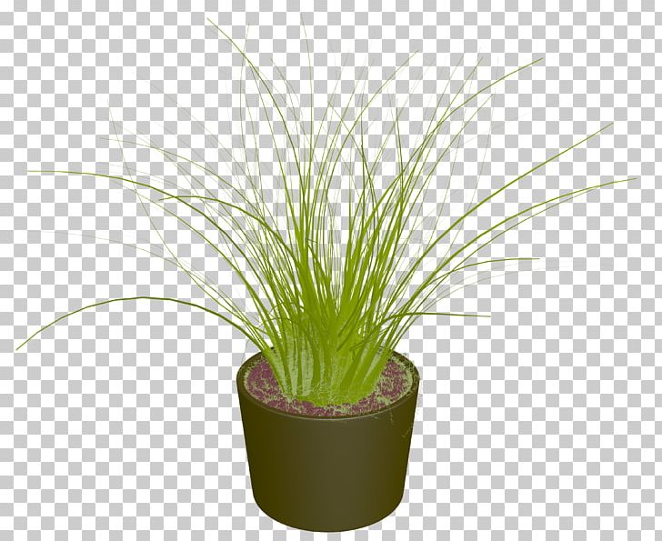 Plant Shrub PNG, Clipart, Cherry Tomato, Flower, Flowerpot, Food Drinks, Grass Free PNG Download