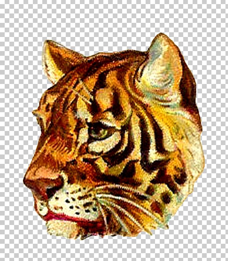 Tiger Cat Felidae Jaguar Whiskers PNG, Clipart, Animals, Big Cat, Big Cats, Carnivoran, Carnivores Free PNG Download