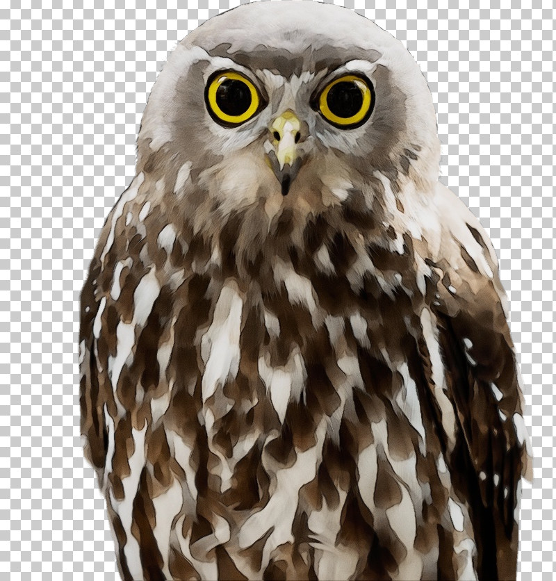 Falcon Hawk Owl M Beak PNG, Clipart, Beak, Falcon, Hawk, Owl M, Paint Free PNG Download