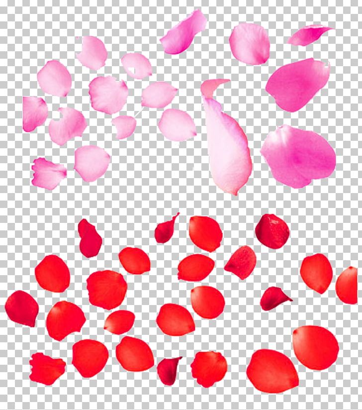 Beach Rose Petal Flower PNG, Clipart, Background White, Black White, Circle, Creatives, Designer Free PNG Download
