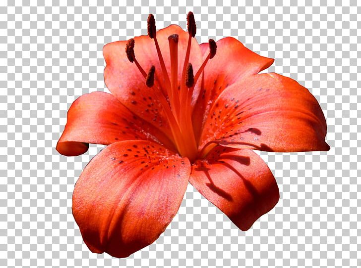 Lilium Bulbiferum Flower Bouquet Daylily Parfumerie PNG, Clipart, Afacere, Alstroemeriaceae, Armelle, Aroma, Daylily Free PNG Download