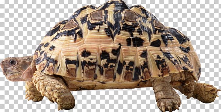 Turtle Reptile PNG, Clipart, Animals, Box Turtle, Download, Emydidae, Fauna Free PNG Download