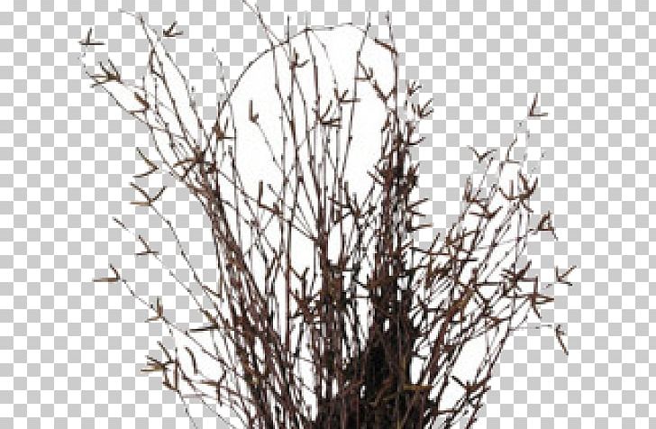 Twig Victorian Era Silver Birch Birching Plant PNG, Clipart, Birch, Birching, Black And White, Branch, Clothing Free PNG Download