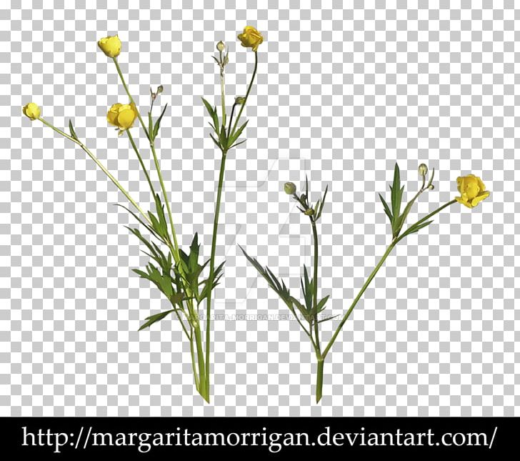 Wildflower Desktop Photography PNG, Clipart, Desktop Wallpaper, Encapsulated Postscript, Flora, Flower, Flowering Plant Free PNG Download