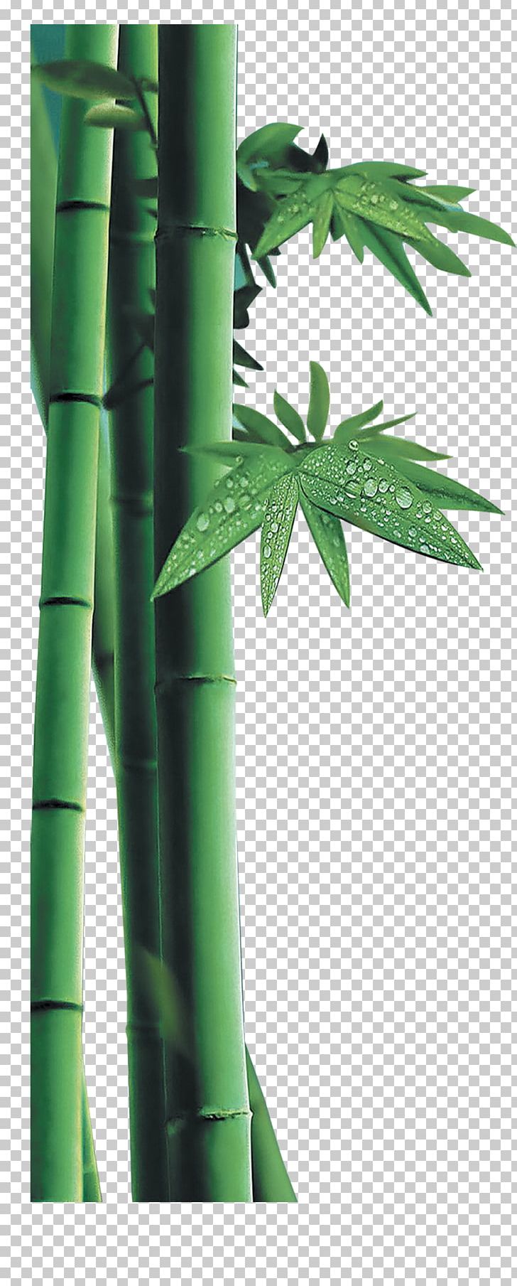 Bamboo PNG, Clipart, Animation, Bamboo, Bamboo Border, Bamboo Frame, Bamboo Leaf Free PNG Download