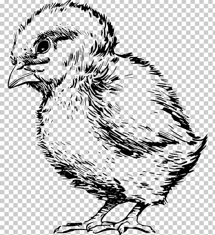 Chicken Kifaranga Infant Poultry Hen PNG, Clipart, Animals, Art, Artwork, Baby Shower, Beak Free PNG Download