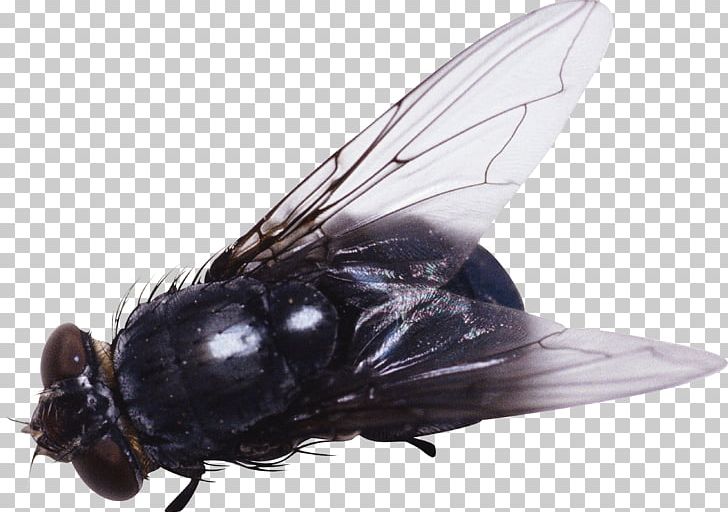 Fly Insect PNG, Clipart, Arthropod, Clipping Path, Computer Icons, Desktop Wallpaper, Download Free PNG Download