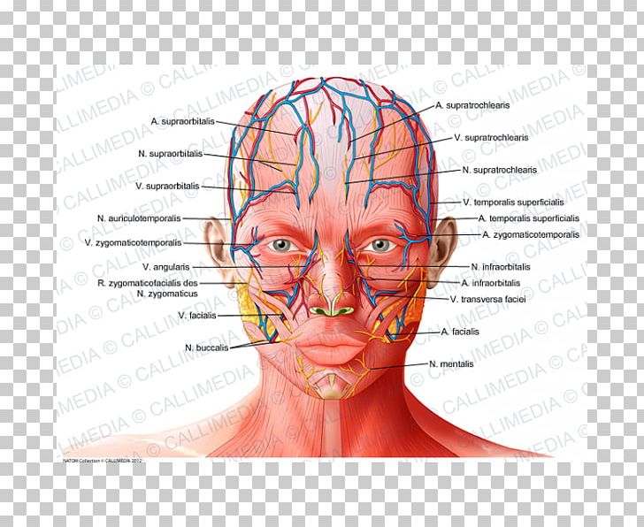 Forehead Anatomy Supratrochlear Artery Supraorbital Artery Physiology PNG, Clipart, Anatomy, Artery, Blood Vessel, Bon, Brain Free PNG Download