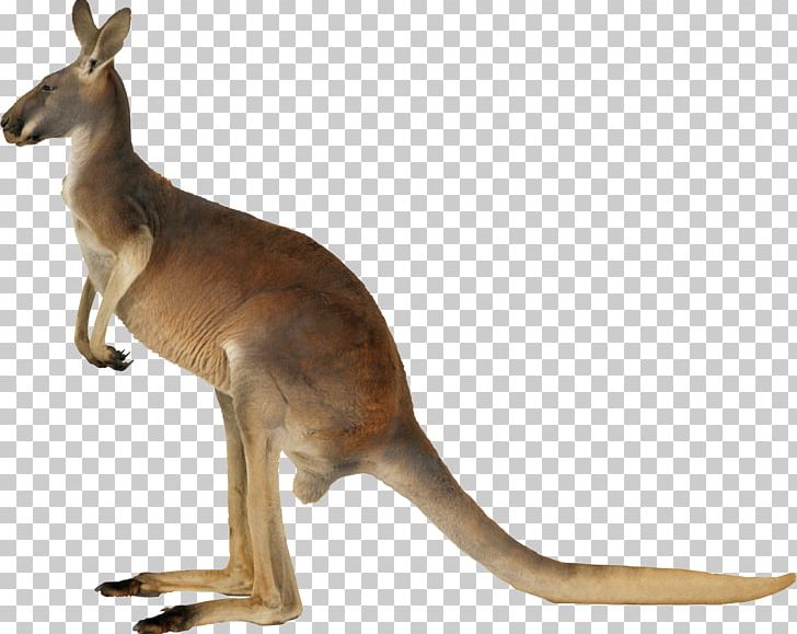 Kangaroo PNG, Clipart, Animals, Bridled Nailtail Wallaby, Computer Icons, Download, Encapsulated Postscript Free PNG Download