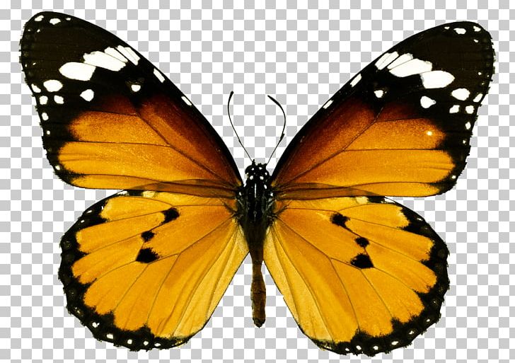 Monarch Butterfly 123 Kids Fun: Math Games Puzzle 123 Color PNG, Clipart, Arthropod, Blue Butterfly, Brush Footed Butterfly, Butterflies And Moths, Butterfly Free PNG Download
