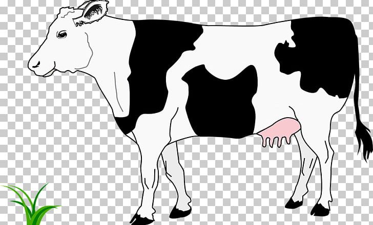 Beef Cattle Highland Cattle White Park Cattle Calf PNG, Clipart, Beef Cattle, Black And White, Blanche, Calf, Cartoon Free PNG Download