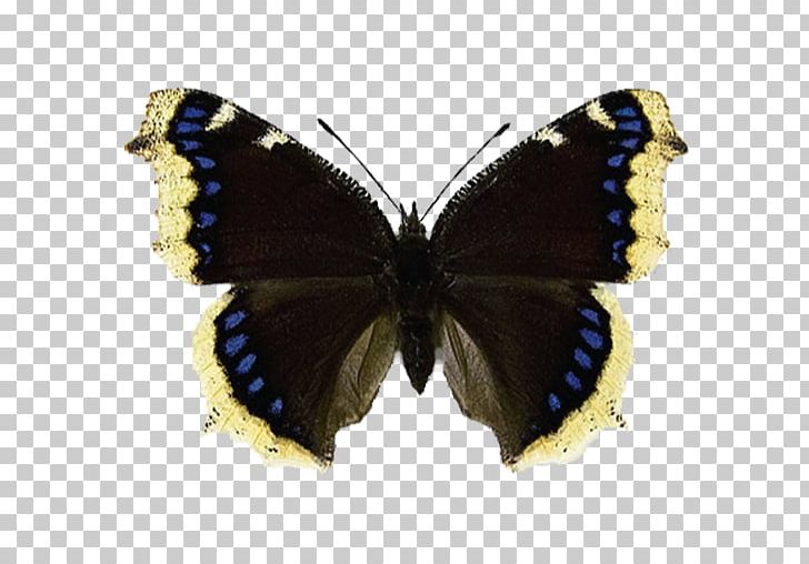 Butterfly Nymphalis Antiopa Aglais Io Small Tortoiseshell Overwintering PNG, Clipart, Aglais Io, Arthropod, Brush Footed Butterfly, But, Butterflies And Moths Free PNG Download