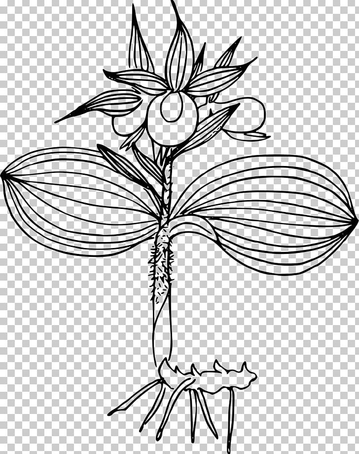 Cypripedium Reginae Line Art PNG, Clipart, Black And White, Branch, Cut Flowers, Cypripedium, Cypripedium Reginae Free PNG Download