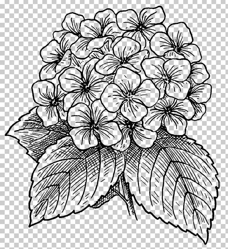 Drawing Flower Watercolor Painting PNG, Clipart, Artwork, Black And White, Color, Cut Flowers, Decorative Patterns Hydrangea Free PNG Download