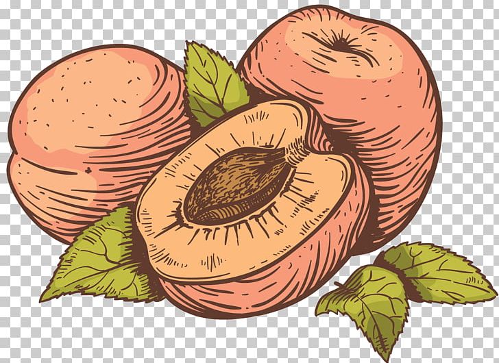 Drawing PNG, Clipart, Apple, Apricot, Cartoon, Commodity, Depositphotos Free PNG Download
