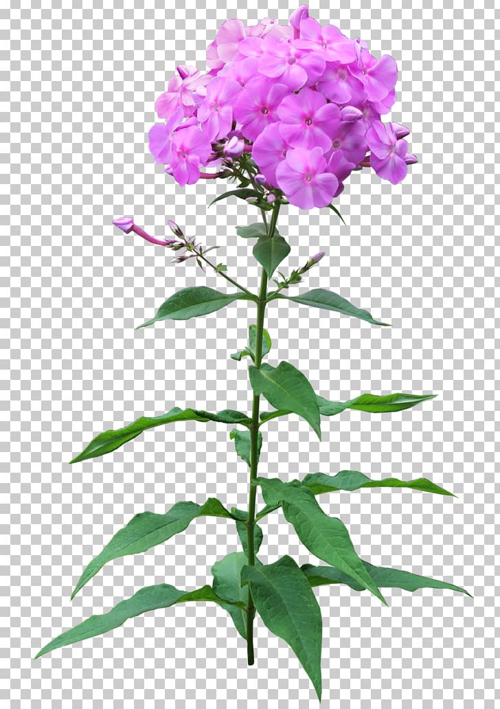 Phlox Flower Pruning Perennial Plant PNG, Clipart, 2017, Annual Plant, Flower, Flowering Plant, Flowerpot Free PNG Download