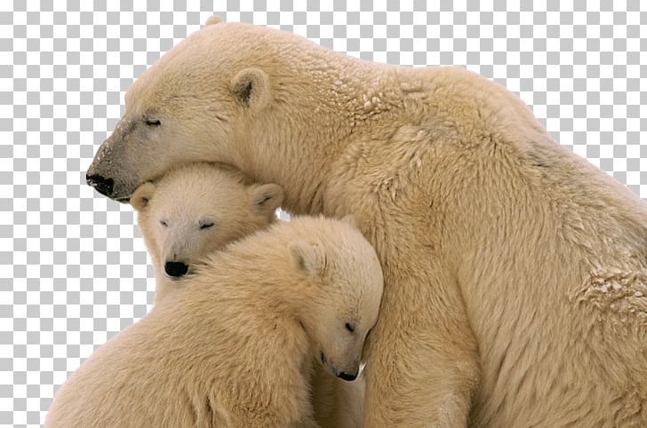 The Polar Bear Brown Bear American Black Bear PNG, Clipart, American Black Bear, Animal, Animals, Baby Polar Bear, Bear Free PNG Download