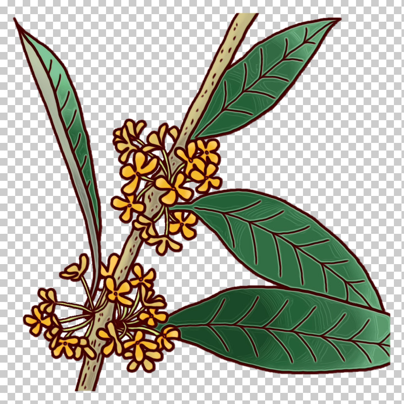 Plant Stem Leaf Branch Flower Fruit PNG, Clipart, Biology, Branch, Flower, Fruit, Leaf Free PNG Download