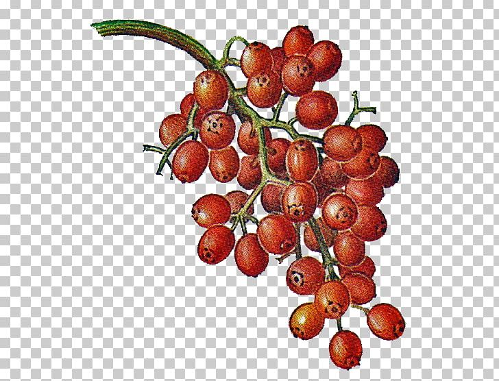 Berry Liqueur Eau De Vie Fruit Malus Sylvestris PNG, Clipart, Auglis, Berry, Cherry, Coulis, Drawing Free PNG Download