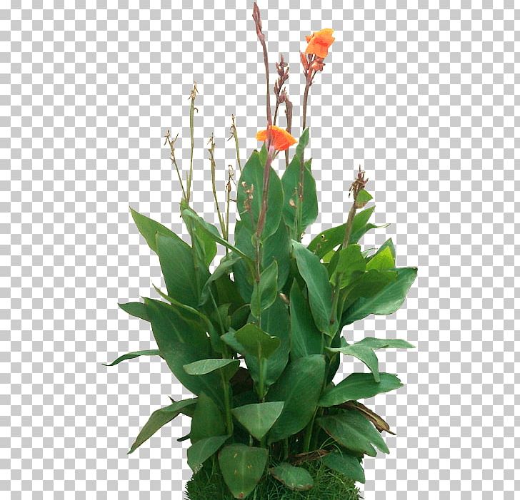 Canna Indica Plant Rendering PNG, Clipart, Animation, Aquatic Plants, Canna, Canna Family, Canna Indica Free PNG Download