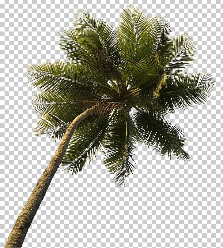 Asian Palmyra Palm Law Office Of Victor Bakke PNG, Clipart, Arecaceae, Arecales, Asian Palmyra Palm, Borassus, Borassus Flabellifer Free PNG Download