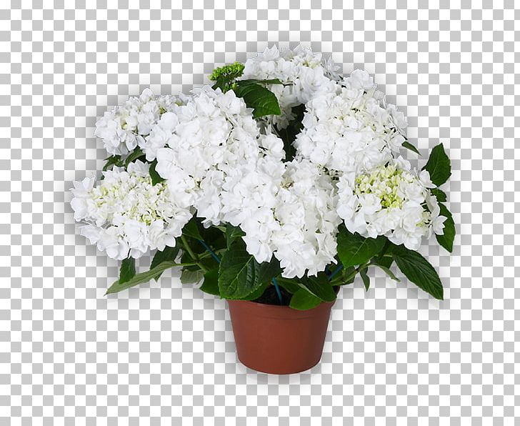 Cut Flowers French Hydrangea White Shrub PNG, Clipart, Annual Plant, Cornales, Cut Flowers, Doubleflowered, Floral Design Free PNG Download
