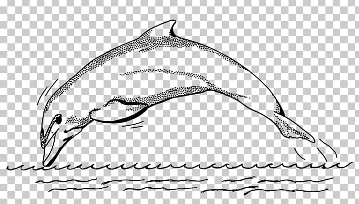 Spinner Dolphin Bottlenose Dolphin Drawing PNG, Clipart, Animals, Artwork, Beak, Bird, Black And White Free PNG Download