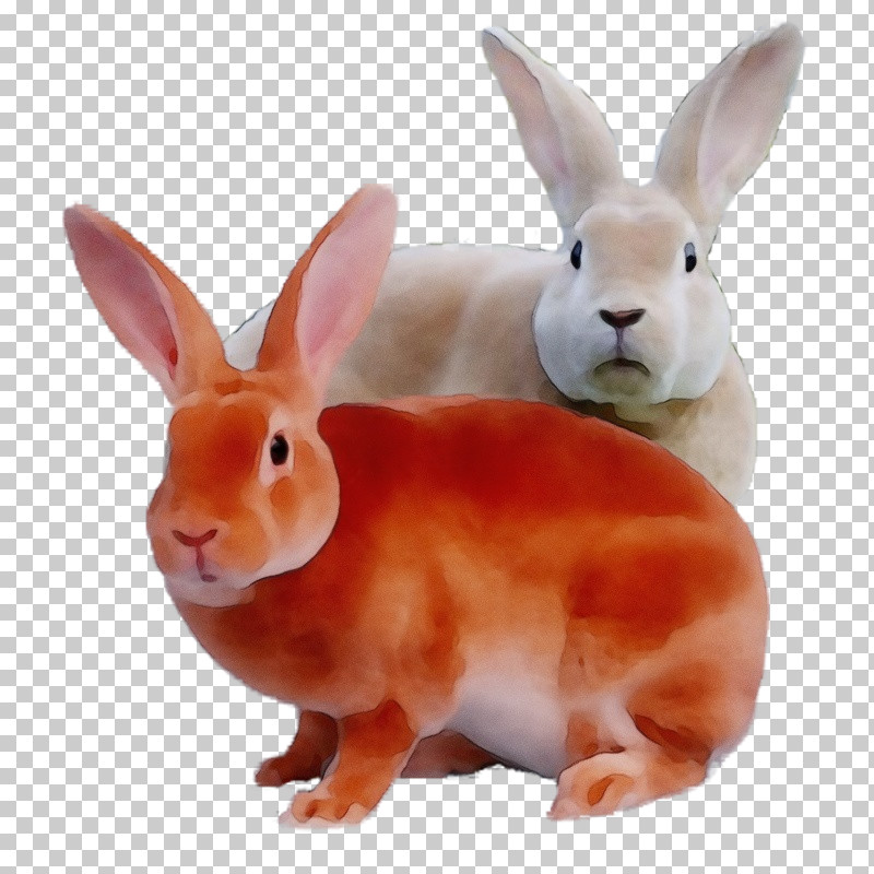 Hare Rabbit Snout PNG, Clipart, Hare, Paint, Rabbit, Snout, Watercolor Free PNG Download