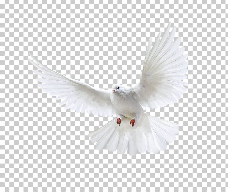 Domestic Pigeon Columbidae Release Dove Bird PNG, Clipart, Animal, Animals, Beak, Bird, Bird Bird Free PNG Download