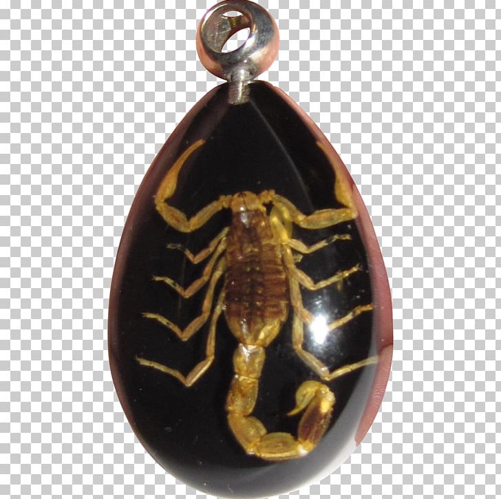 Locket Charms & Pendants Jewellery Invertebrate Amber PNG, Clipart, Amber, Charms Pendants, Insects, Invertebrate, Jewellery Free PNG Download