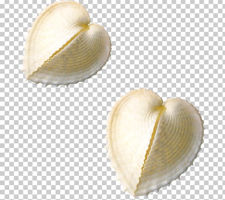 Peach Aviation Cockle PNG, Clipart, Clams Oysters Mussels And Scallops, Cockle, Conchology, Decorations, Fruit Nut Free PNG Download