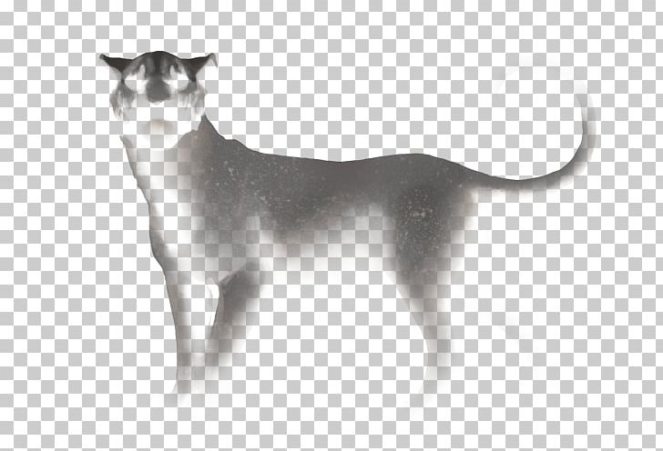 Whiskers Cat Dog Breed Dog Breed PNG, Clipart, Agility, Animals, Black And White, Breed, Carnivoran Free PNG Download