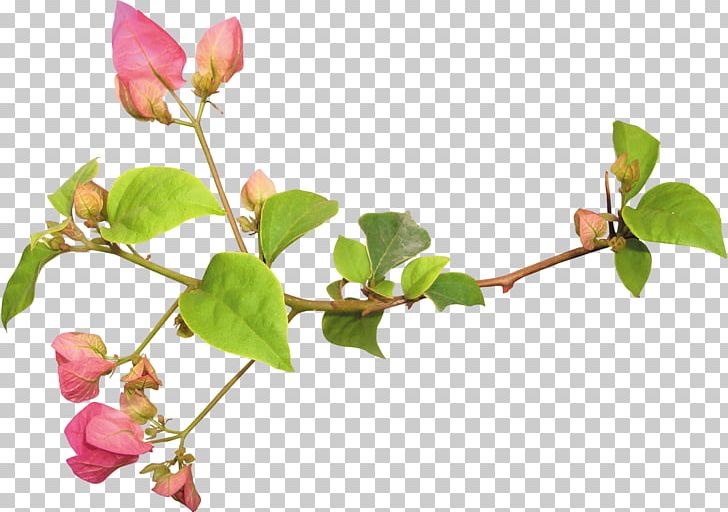 Flower PNG, Clipart, Blog, Blossom, Branch, Computer Wallpaper, Drawing Free PNG Download