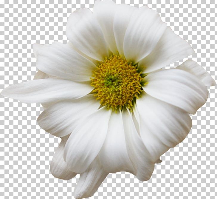 Flower Chamomile Floral Design Common Daisy Chrysanthemum PNG, Clipart, Annual Plant, Chamaemelum Nobile, Chamomile, Chrysanthemum, Chrysanths Free PNG Download