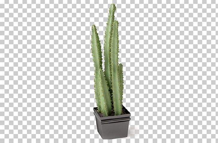 Cactaceae Succulent Plant Flowerpot Autodesk 3ds Max PNG, Clipart, 3d Computer Graphics, Acanthocereus Tetragonus, Cactus, Caryophyllales, Chlorophytum Free PNG Download