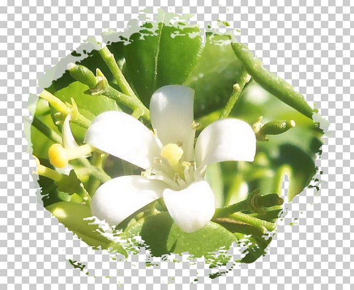 Thailand Phleng ดอกไม้เมือง ล้านนา PNG, Clipart, Flower, Flowering Plant, Html5 Video, Jasmine, Others Free PNG Download