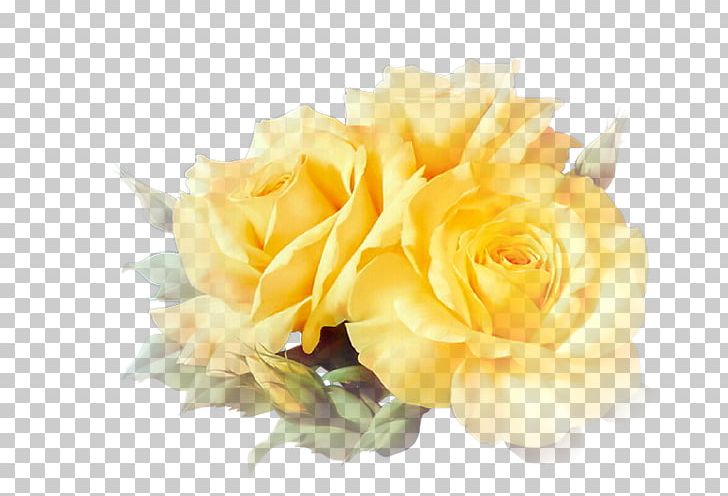 Yellow Garden Roses PNG, Clipart, Animation, Birthday, Cut Flowers, Floral Design, Floristry Free PNG Download