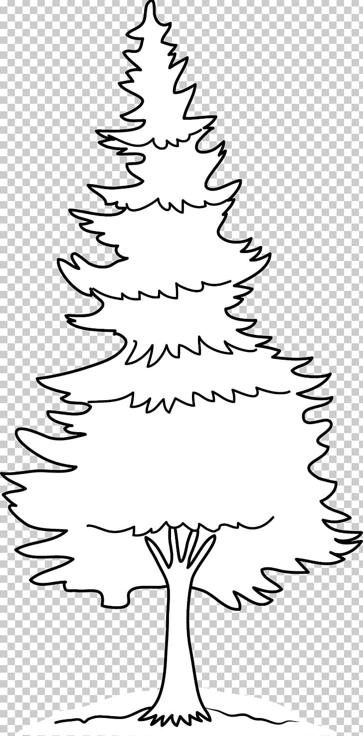 Eastern White Pine Drawing PNG, Clipart, Black And White, Black Pine, Branch, Christmas Decoration, Christmas Tree Free PNG Download