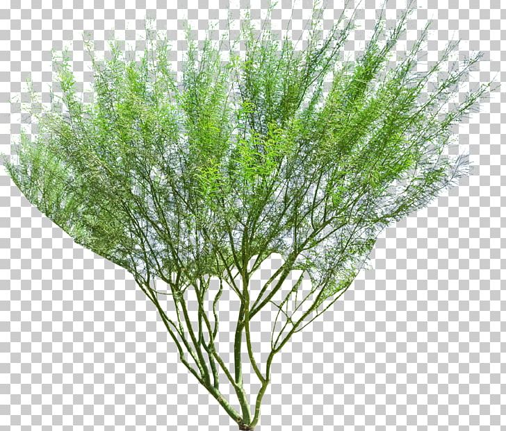 Tree Parkinsonia Florida Plant Shrub Prosopis Chilensis PNG, Clipart, Aloe, Banyan, Desert, Ficus Microcarpa, Grass Free PNG Download