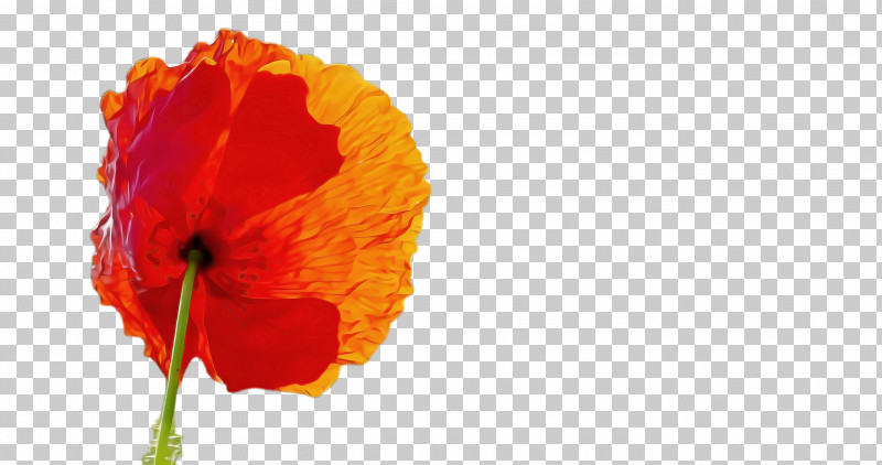 Orange PNG, Clipart, Coquelicot, Corn Poppy, Flower, Leaf, Orange Free PNG Download