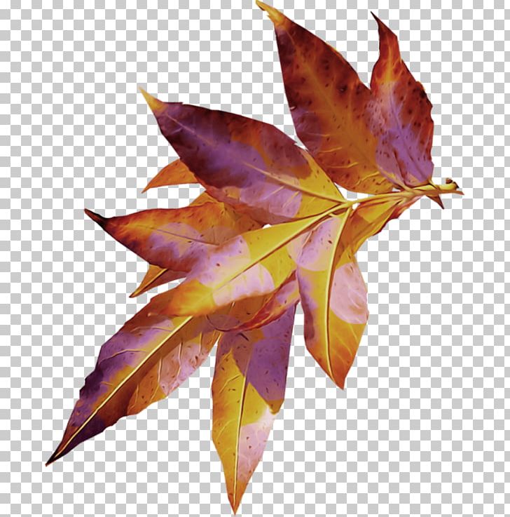 Leaf Blog Liana PNG, Clipart, Blog, Branch, Feuille, Hummingbird, Information Free PNG Download