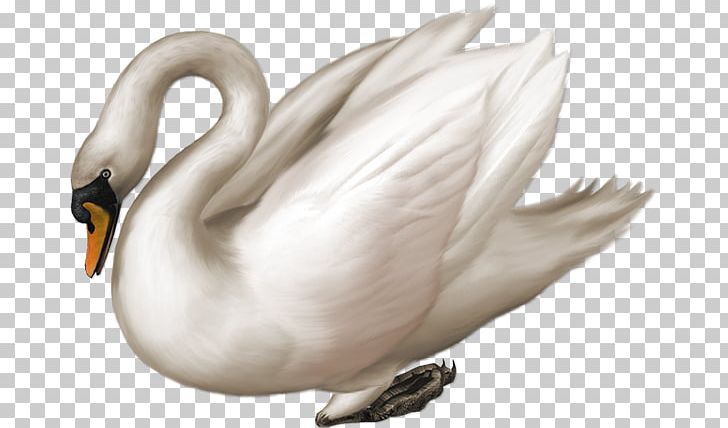 Mute Swan PNG, Clipart, Beak, Bird, Black Swan, Blingee, Blog Free PNG Download